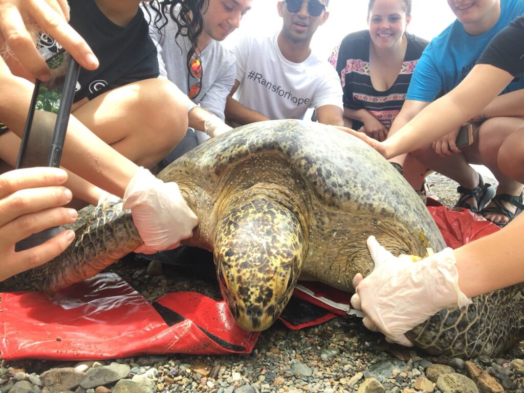 A group of people helping move a turtle