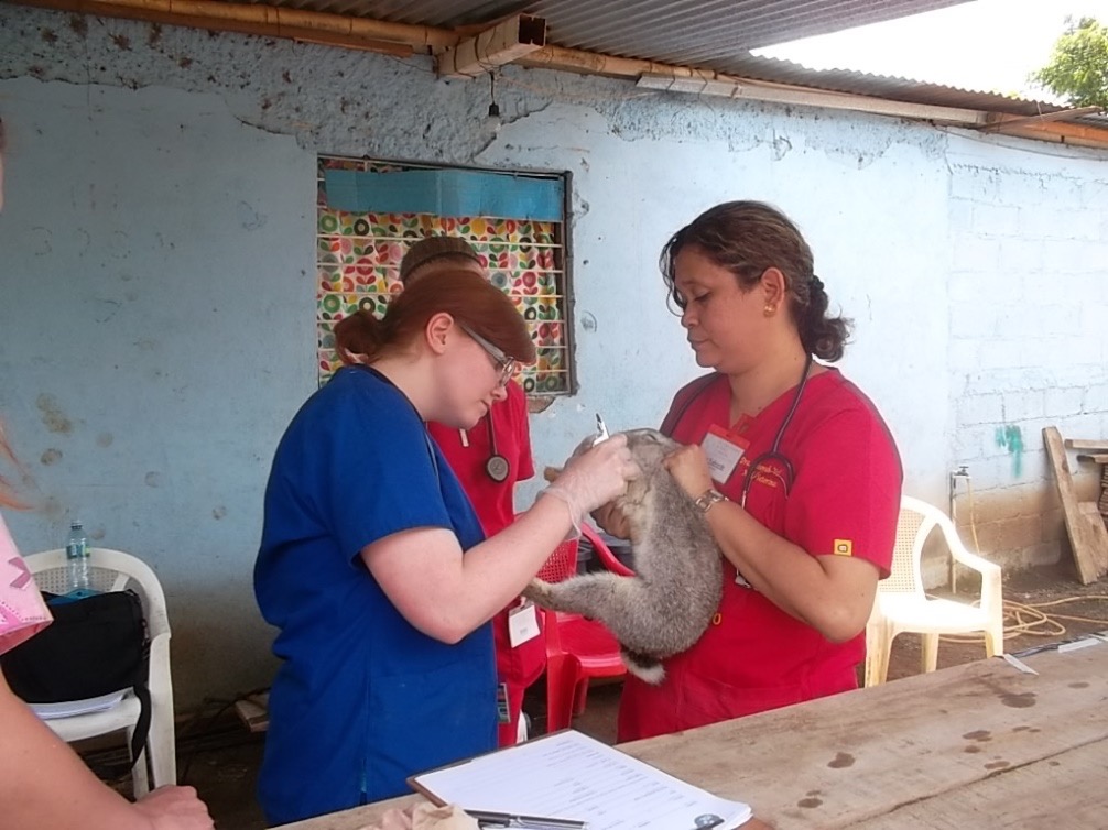 Veterinary doctors taking care of a large bunny