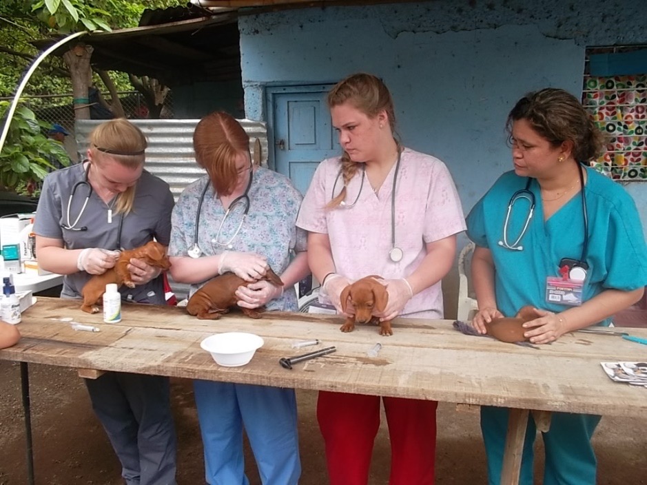 Four vet doctors looking after some small puppies